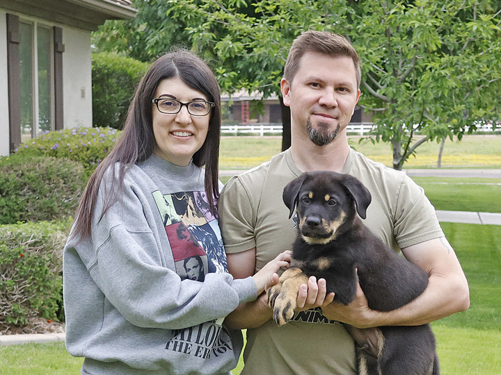 chinook puppy